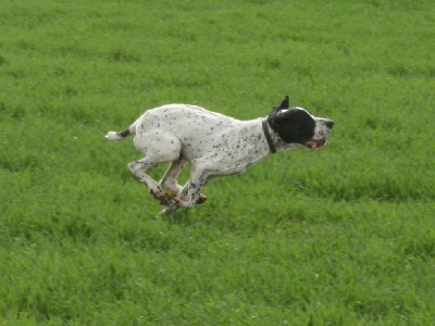 des hauts de rouillac - FIELD TRIAL PRINTEMPS 2011