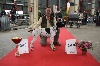  - LIMOGES expo canine internationale