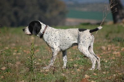 des hauts de rouillac - FIELD TRIAL de GRAMAT