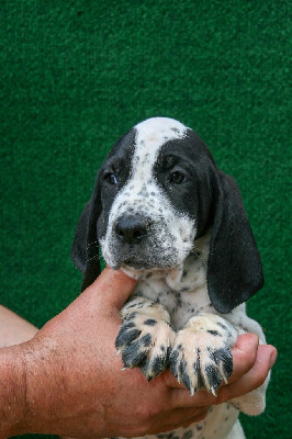 CHIOT 9 VICTOIRE