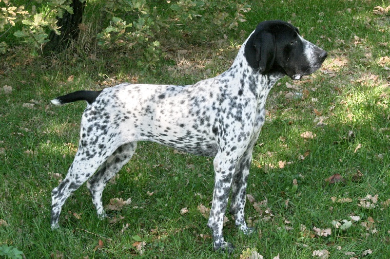 Chipie des mares de serigny