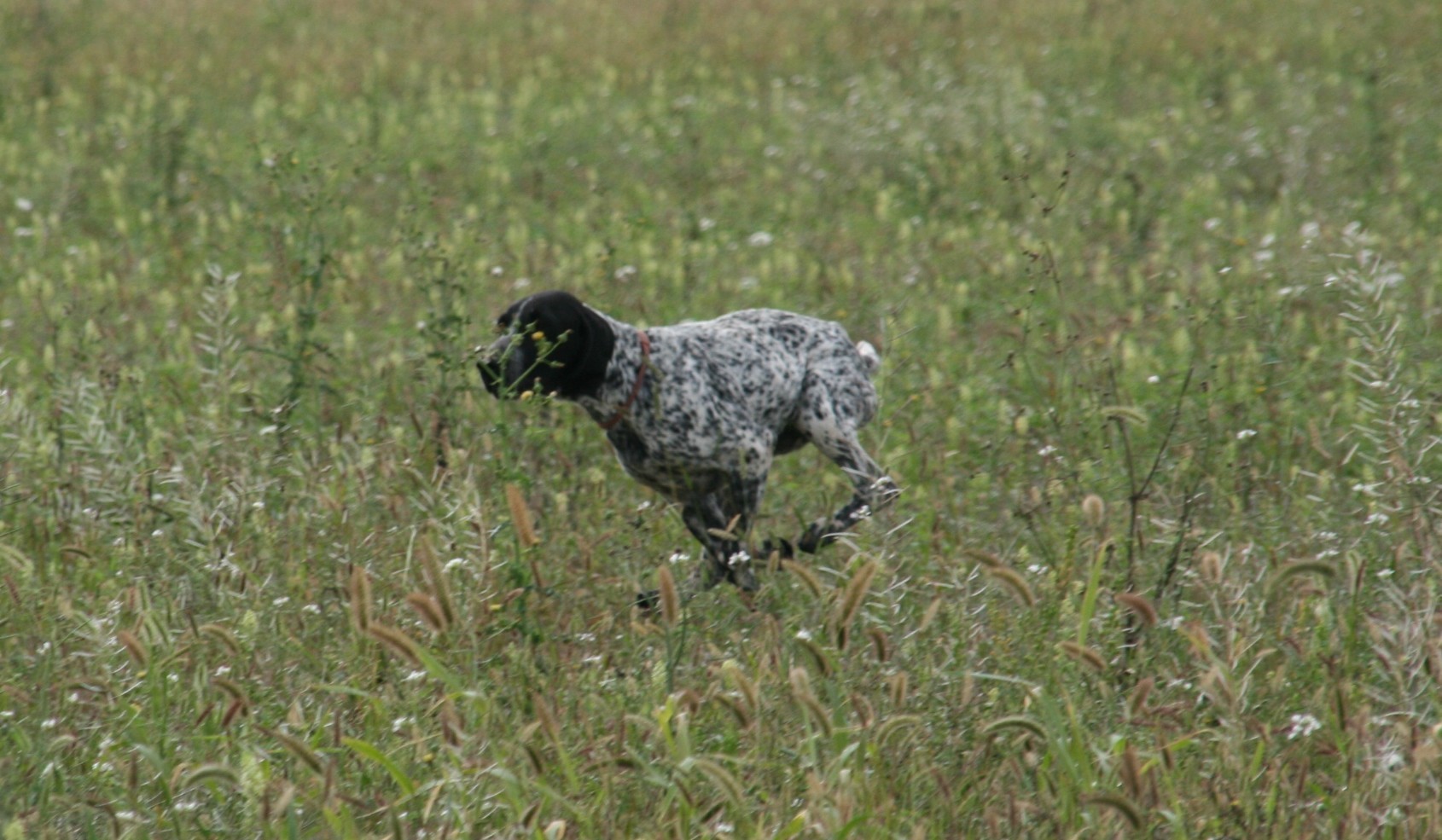 CH. Opale des hauts de rouillac