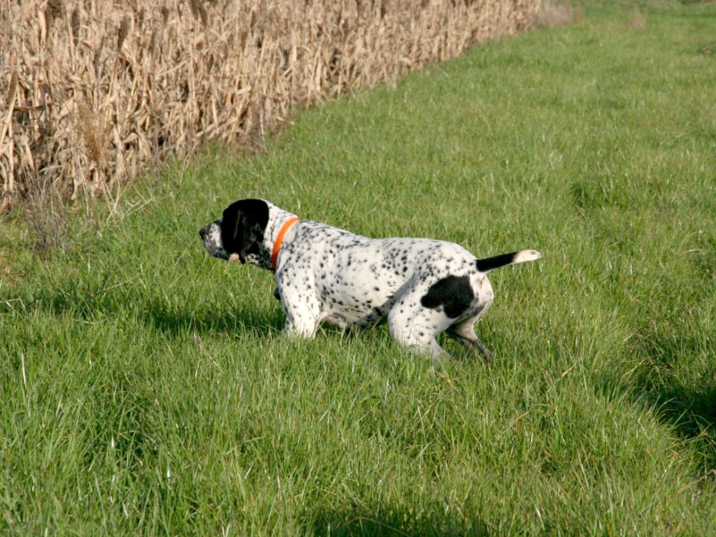 TR. CH. Roxy des hauts de rouillac