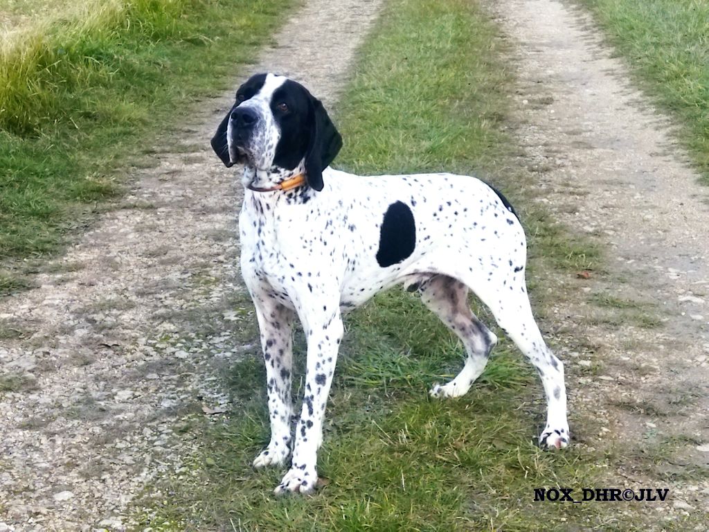 TR. CH. Nox des hauts de rouillac