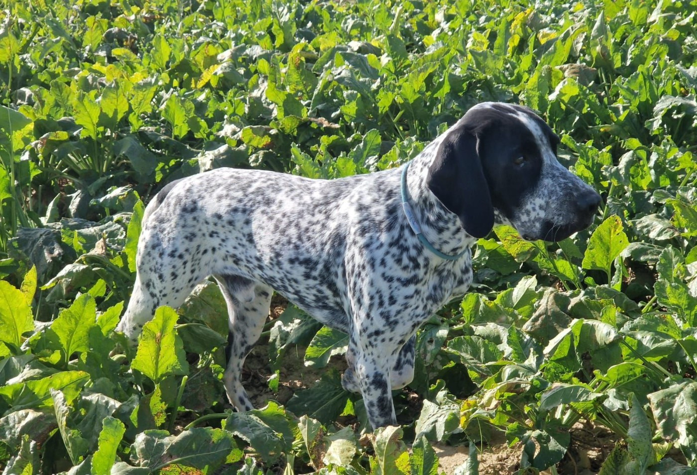 TR. CH. VASCO  des hauts de rouillac