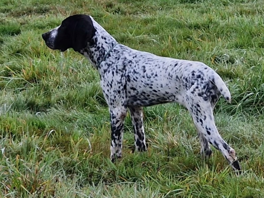 CH. VENUS des hauts de rouillac