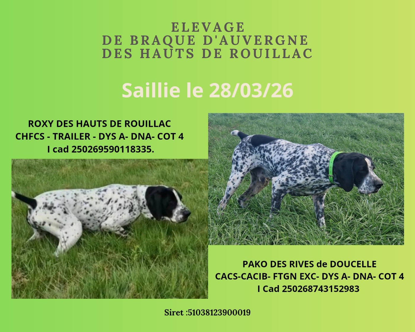 saillie braque d'auvergne