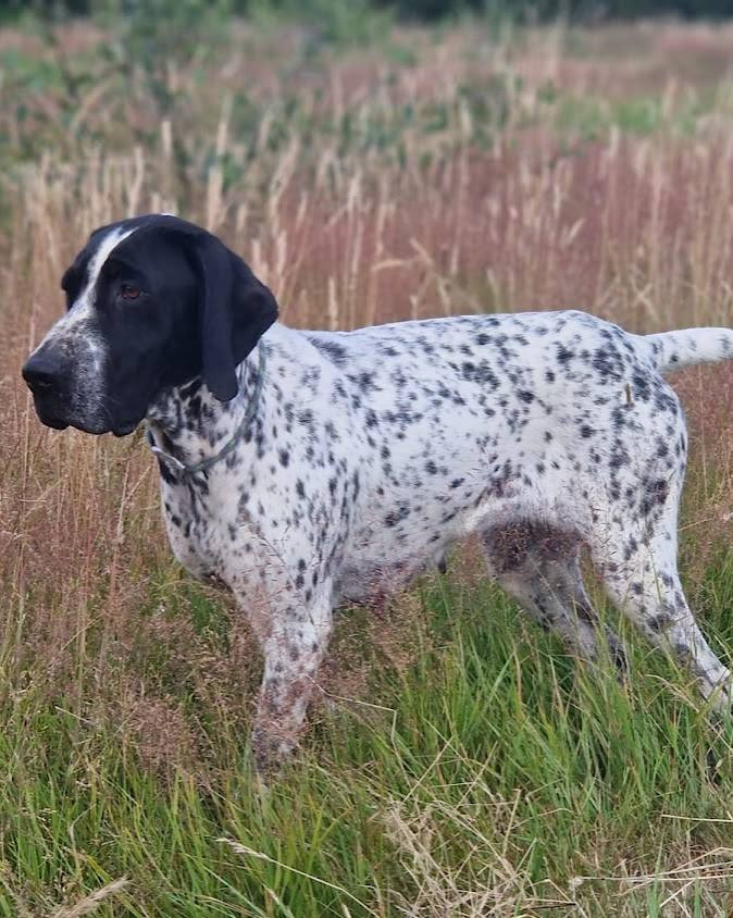 SAILLIE BRAQUE D'AUVERGNE