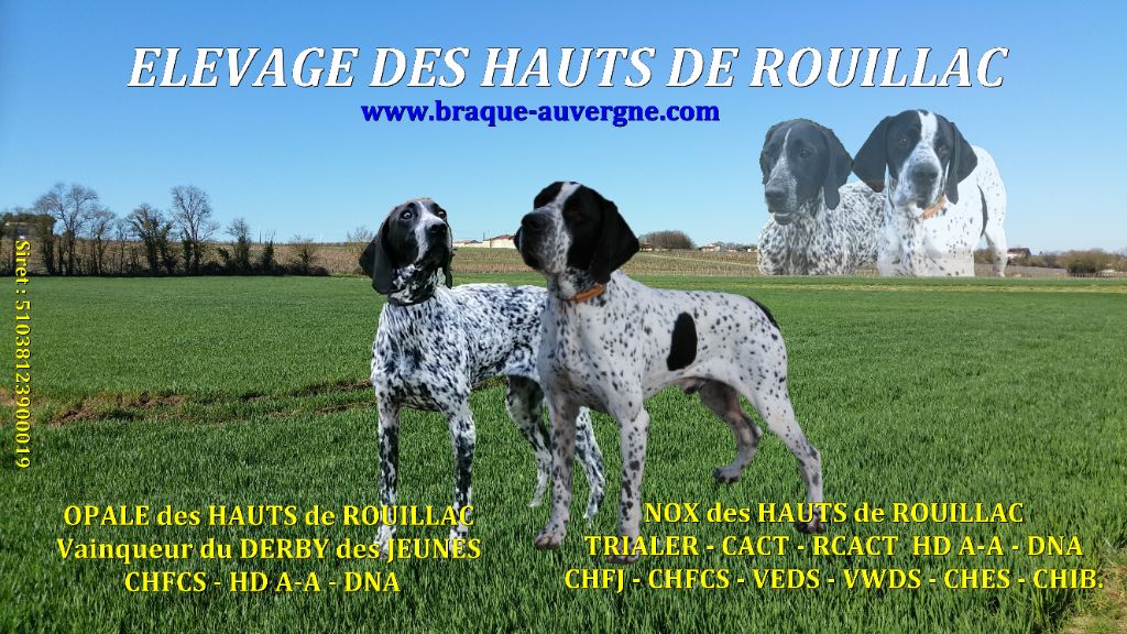 des hauts de rouillac - Mise bas pour OPALE en Octobre 2022