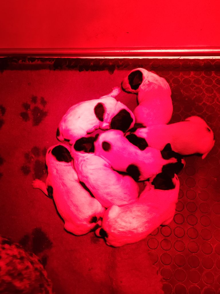 des hauts de rouillac - NAISSANCES CHIOTS OPALE
