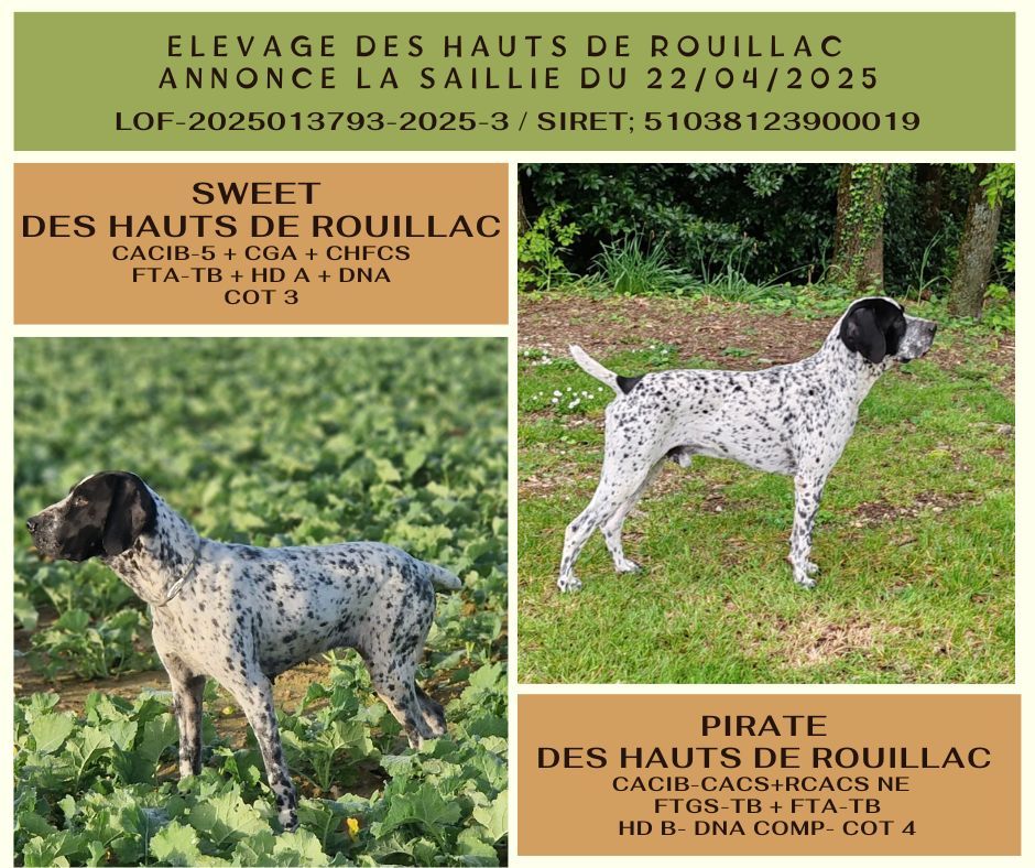 SAILLIE BRAQUE D'AUVERGNE