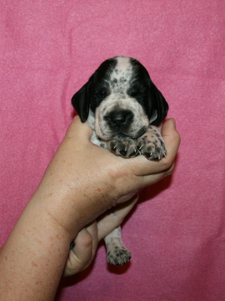 des hauts de rouillac - Chiots disponibles - Braque d'Auvergne