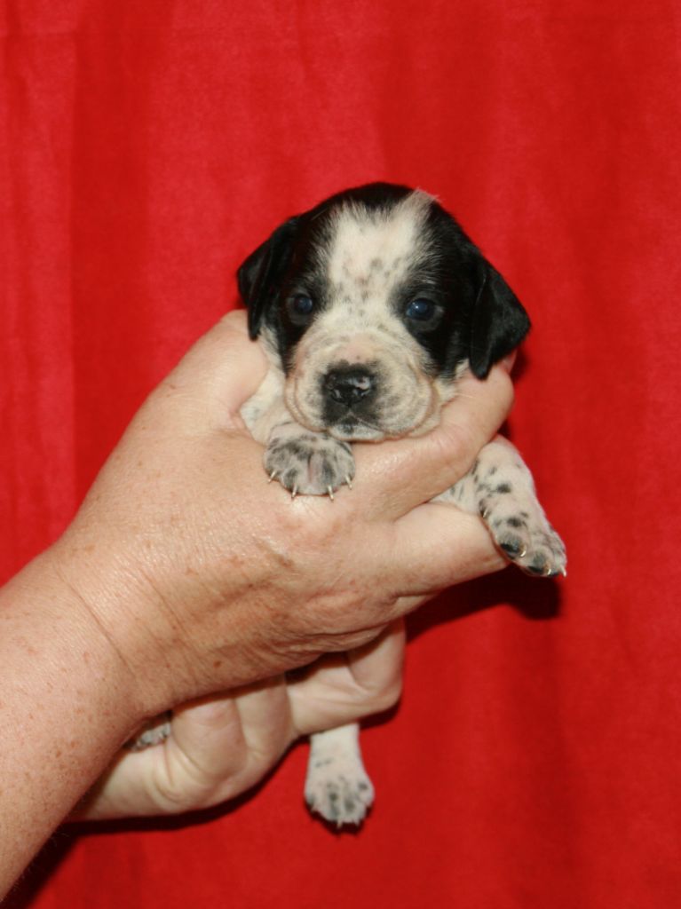 des hauts de rouillac - Chiots disponibles - Braque d'Auvergne