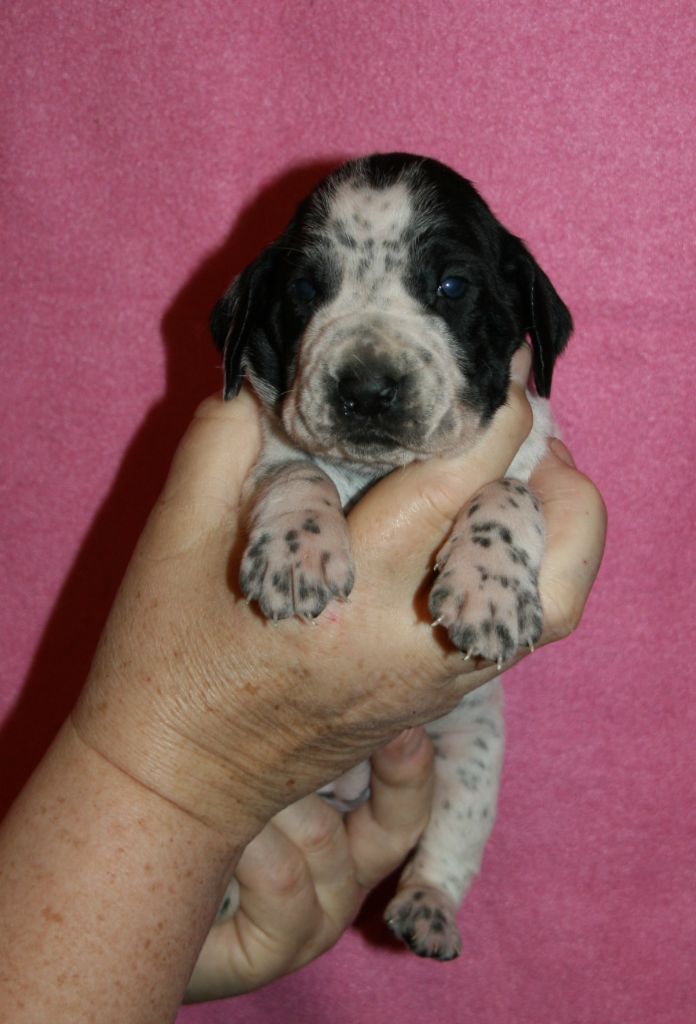 des hauts de rouillac - Chiots disponibles - Braque d'Auvergne