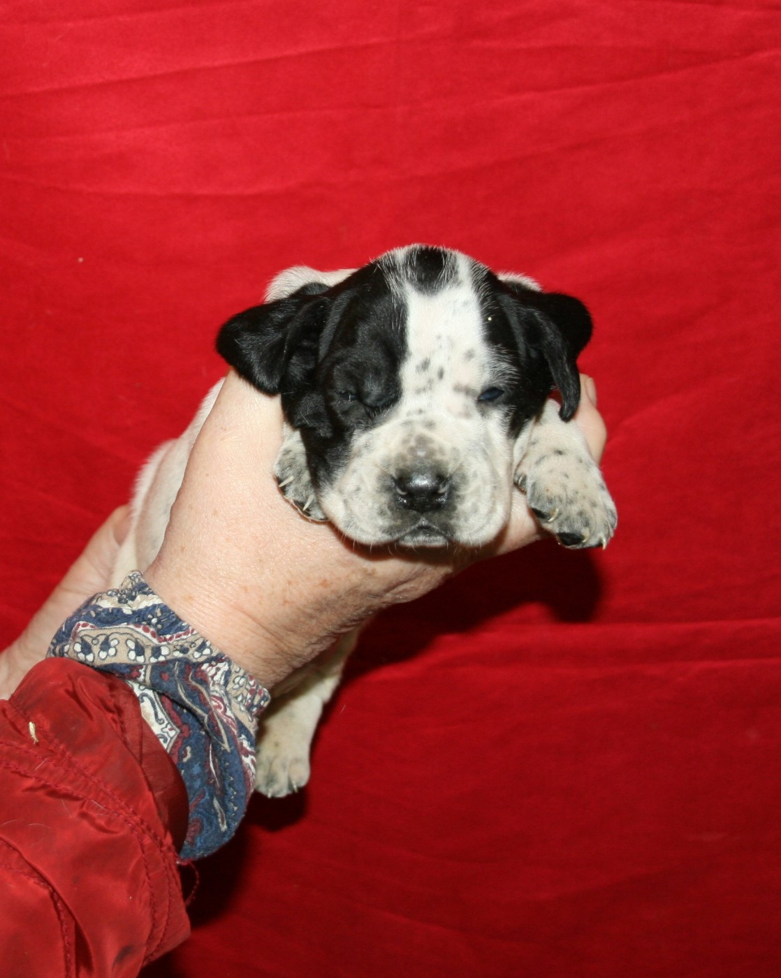 des hauts de rouillac - Chiots disponibles - Braque d'Auvergne