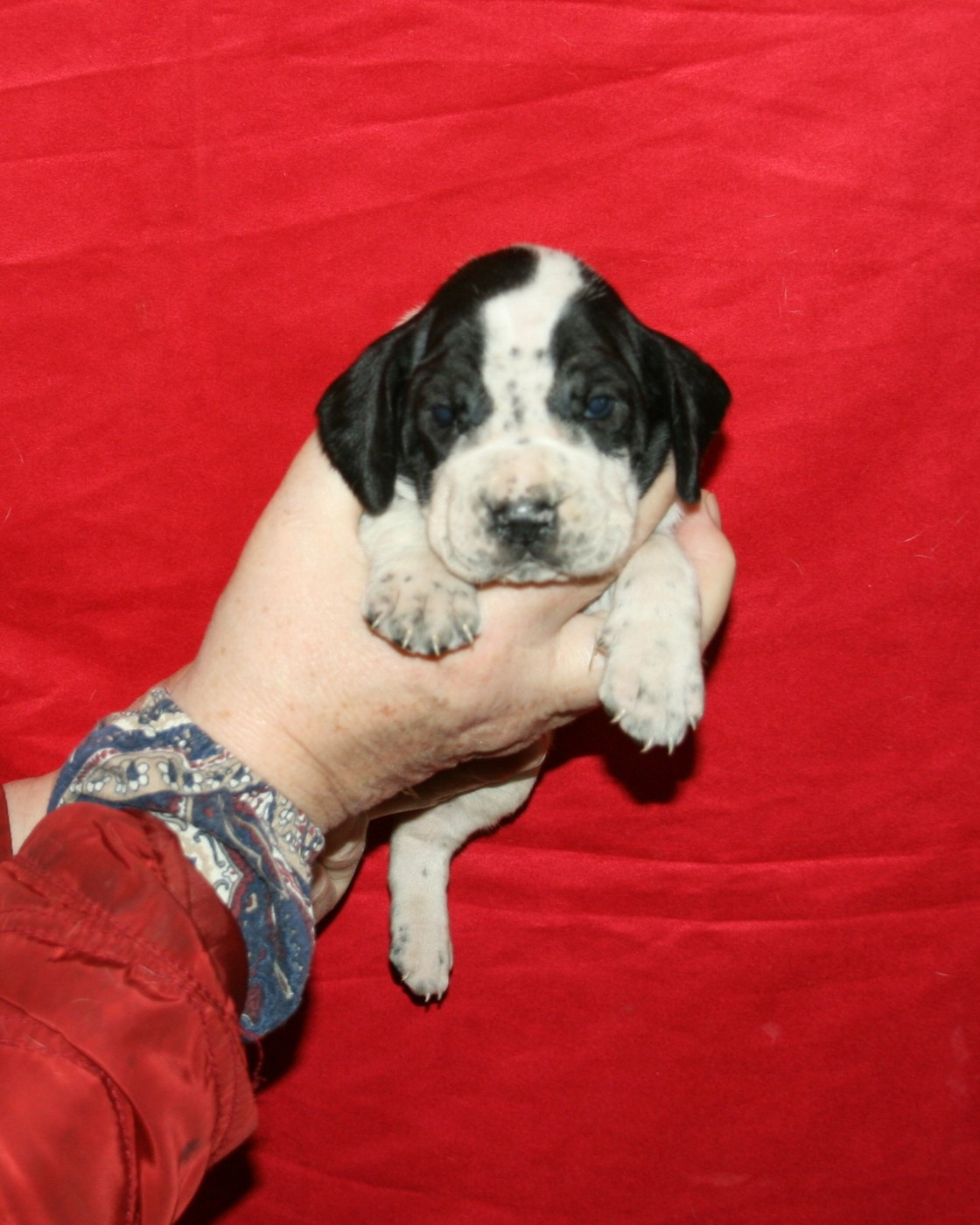 des hauts de rouillac - Chiots disponibles - Braque d'Auvergne