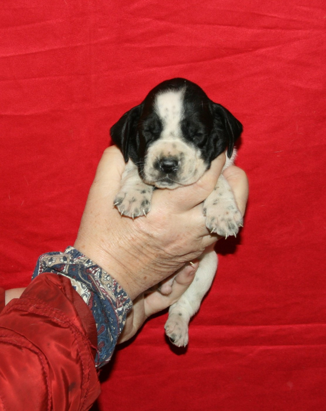 des hauts de rouillac - Chiots disponibles - Braque d'Auvergne