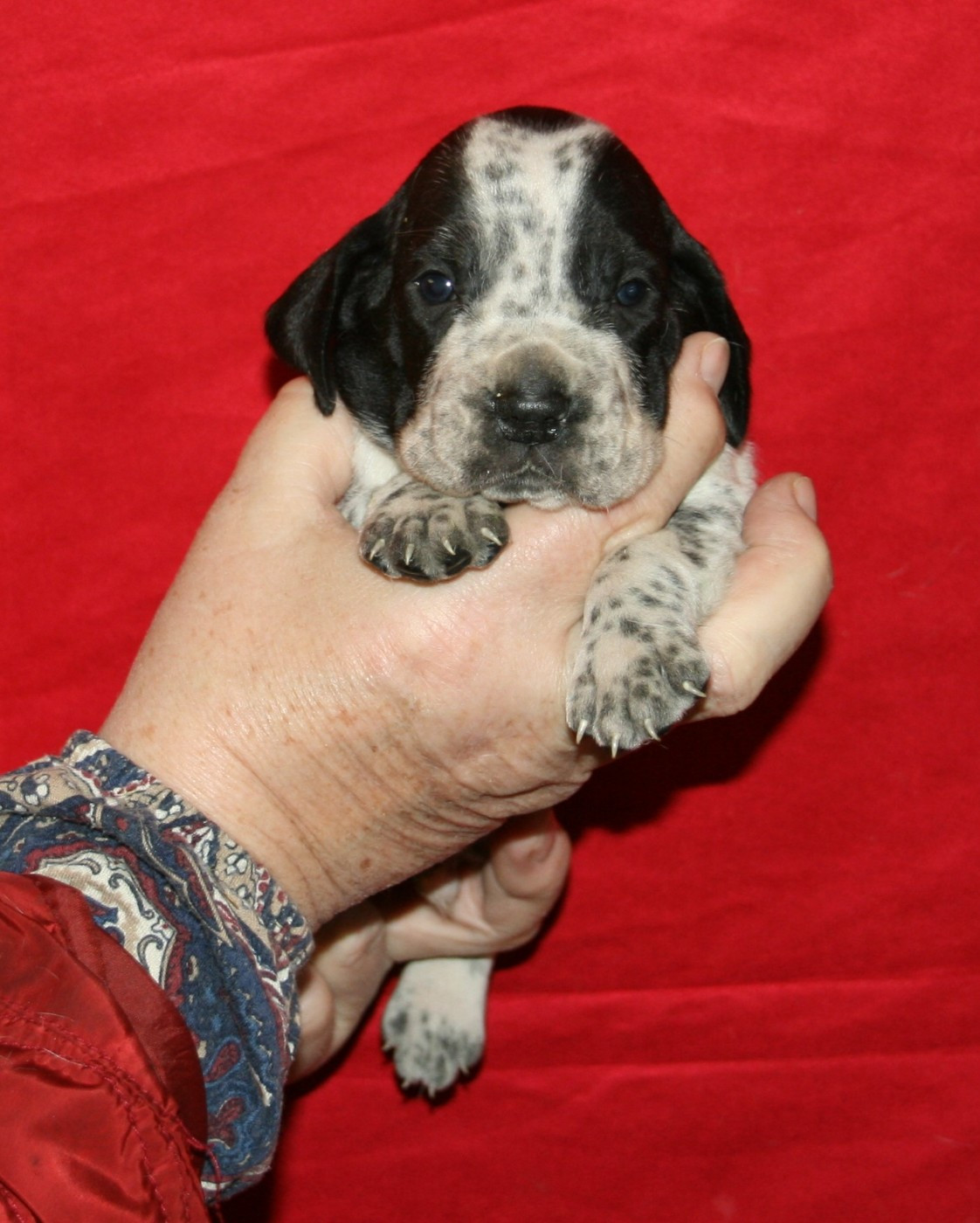 des hauts de rouillac - Chiots disponibles - Braque d'Auvergne