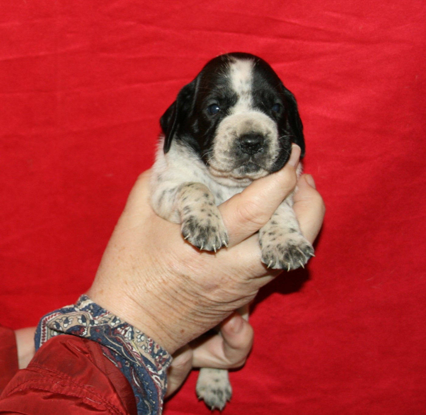 des hauts de rouillac - Chiots disponibles - Braque d'Auvergne