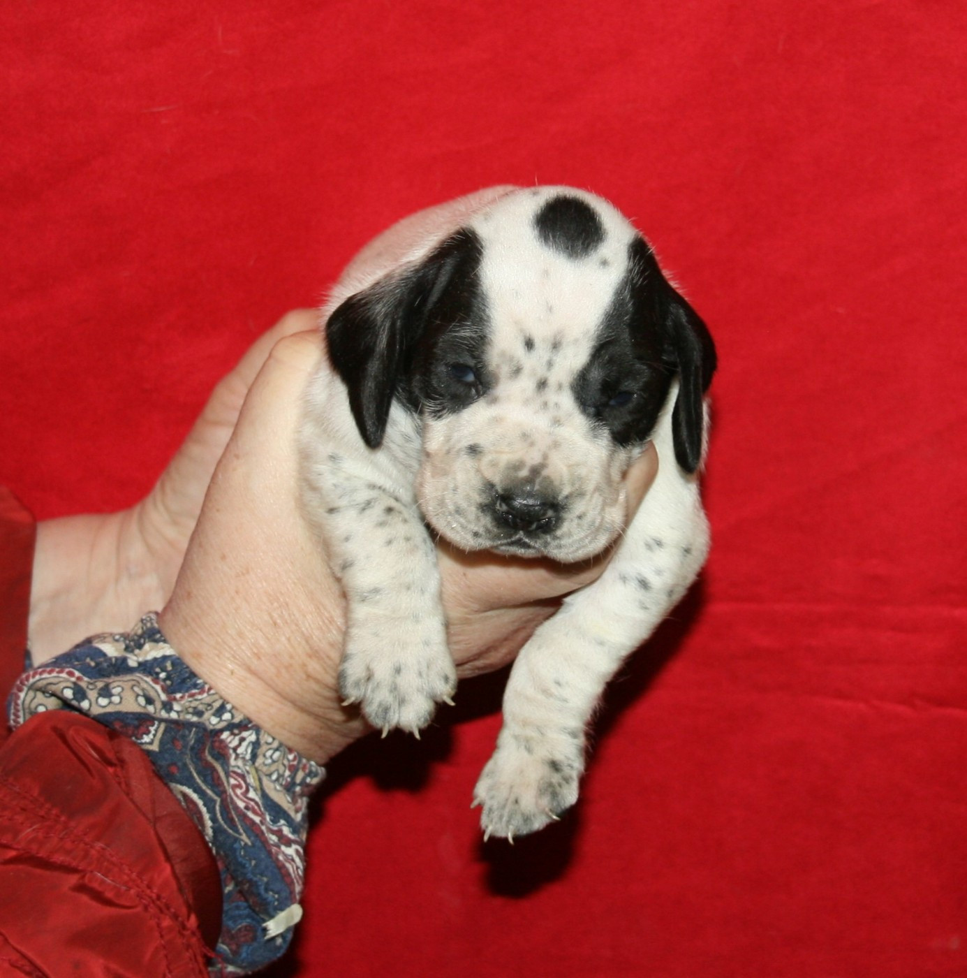des hauts de rouillac - Chiots disponibles - Braque d'Auvergne