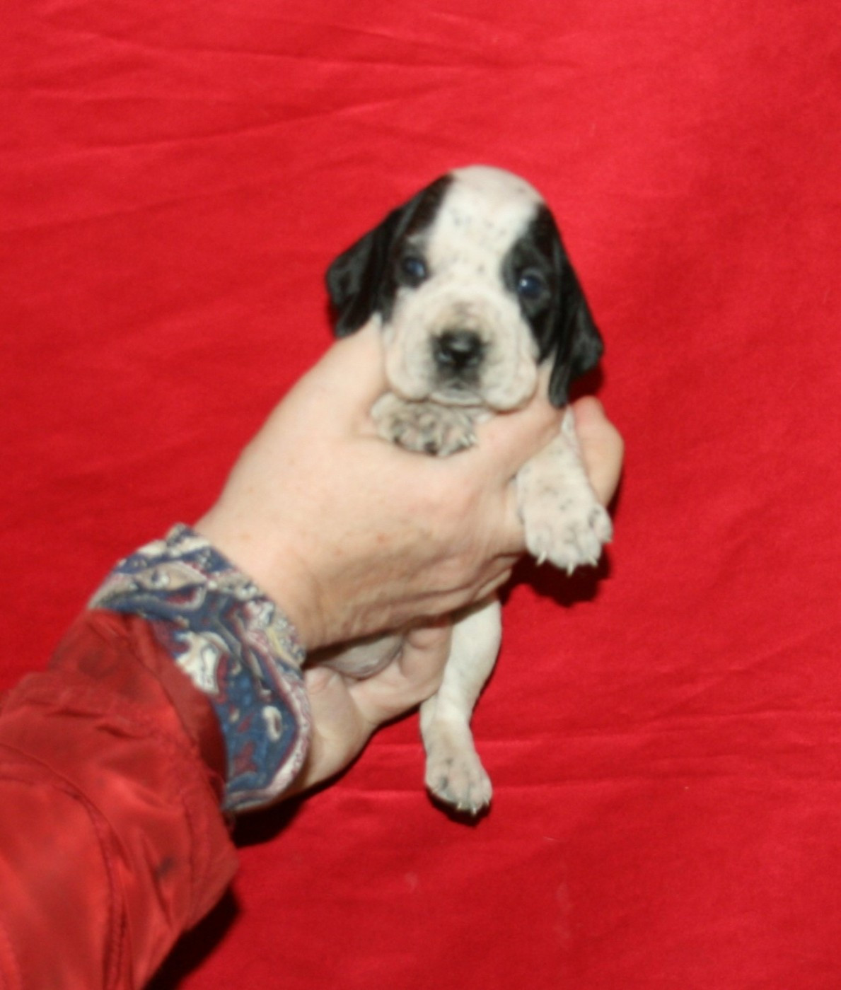 des hauts de rouillac - Chiots disponibles - Braque d'Auvergne