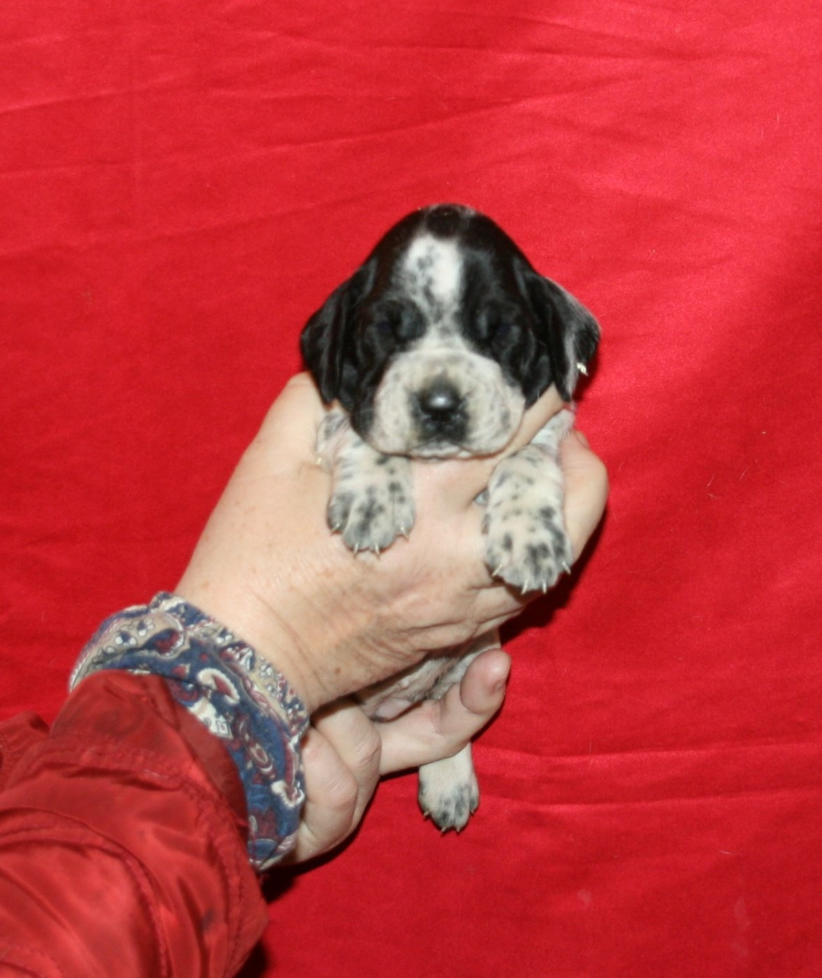 des hauts de rouillac - Chiots disponibles - Braque d'Auvergne