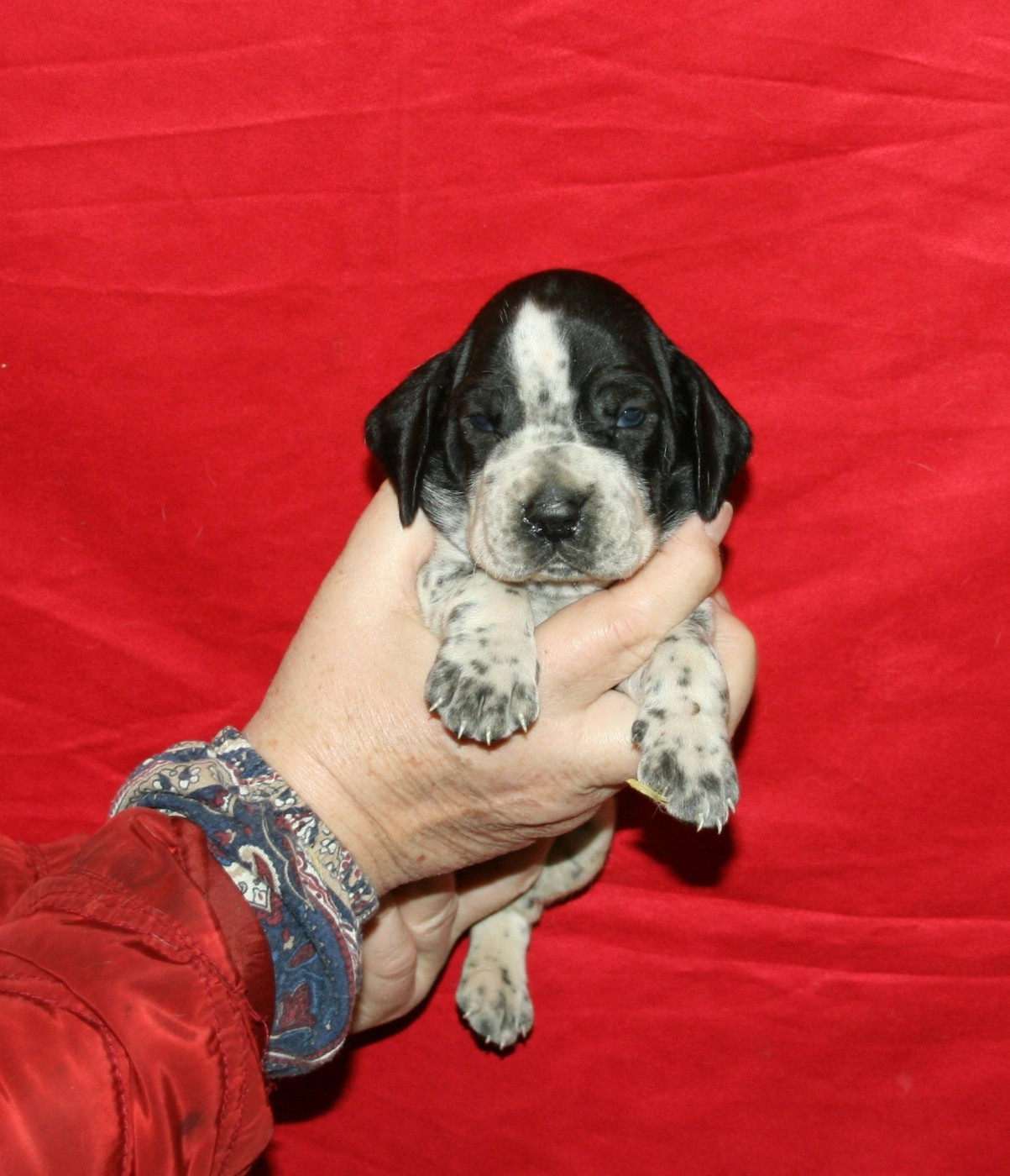 des hauts de rouillac - Chiots disponibles - Braque d'Auvergne