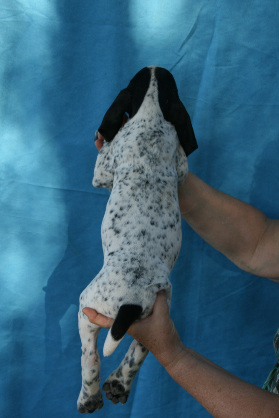 des hauts de rouillac - Chiots disponibles - Braque d'Auvergne