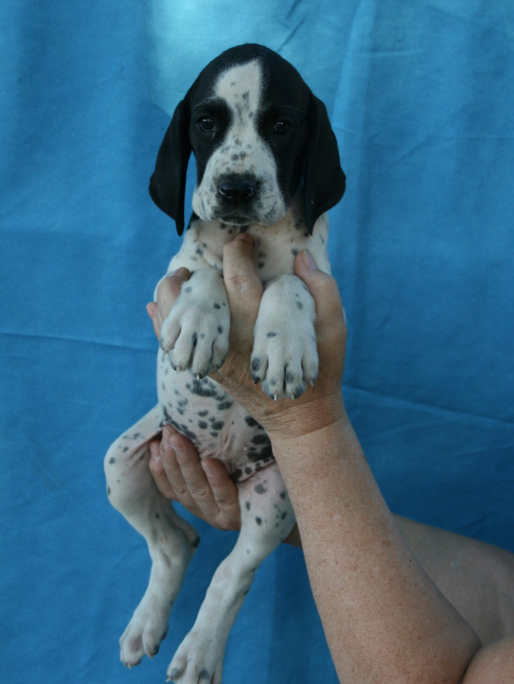des hauts de rouillac - Chiots disponibles - Braque d'Auvergne