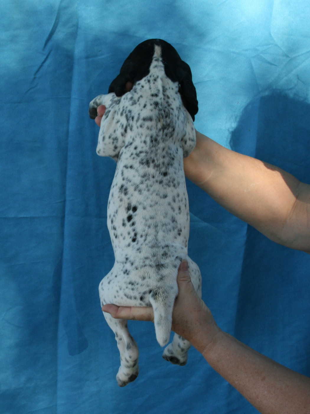 des hauts de rouillac - Chiots disponibles - Braque d'Auvergne