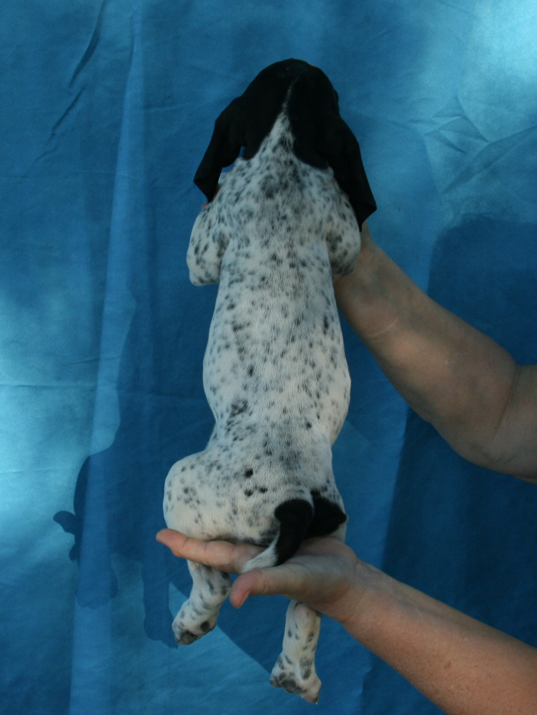 des hauts de rouillac - Chiots disponibles - Braque d'Auvergne