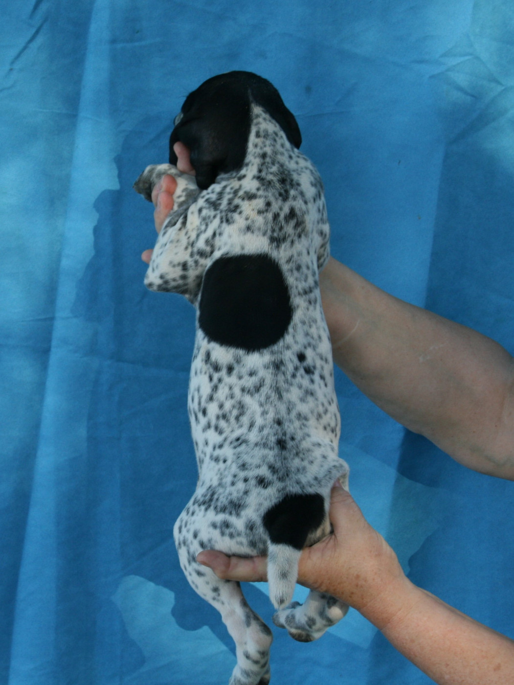 des hauts de rouillac - Chiots disponibles - Braque d'Auvergne