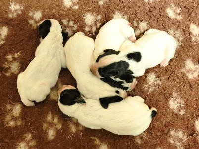 des hauts de rouillac - Chiots disponibles - Braque d'Auvergne