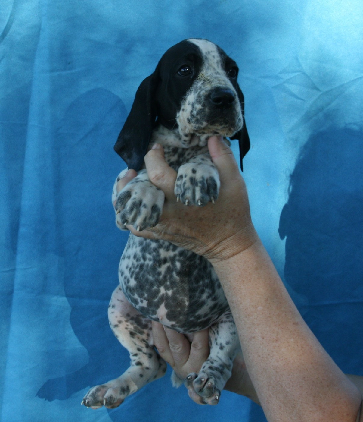 des hauts de rouillac - Chiots disponibles - Braque d'Auvergne