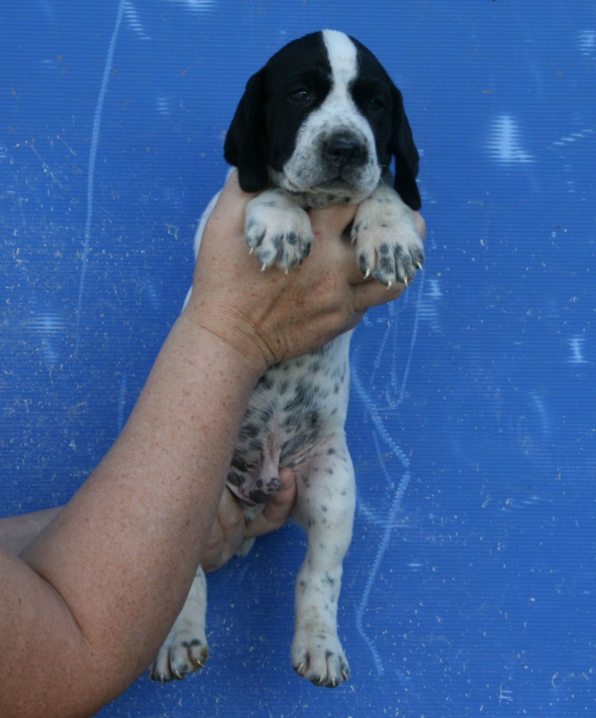 des hauts de rouillac - Chiots disponibles - Braque d'Auvergne