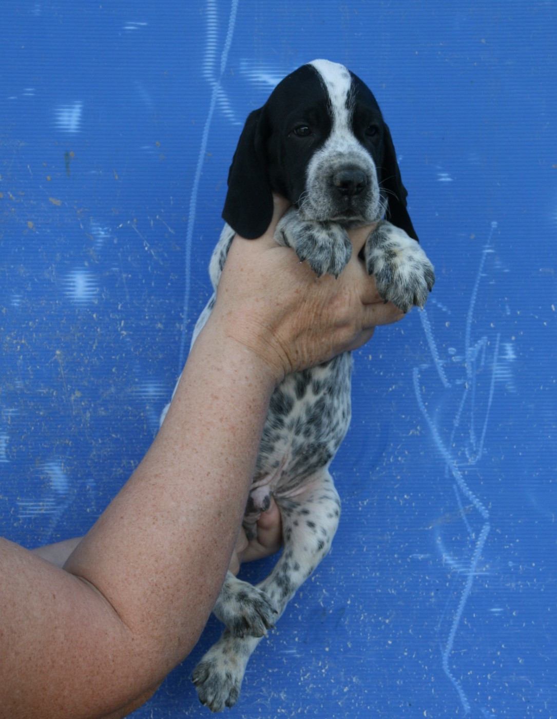 des hauts de rouillac - Chiots disponibles - Braque d'Auvergne