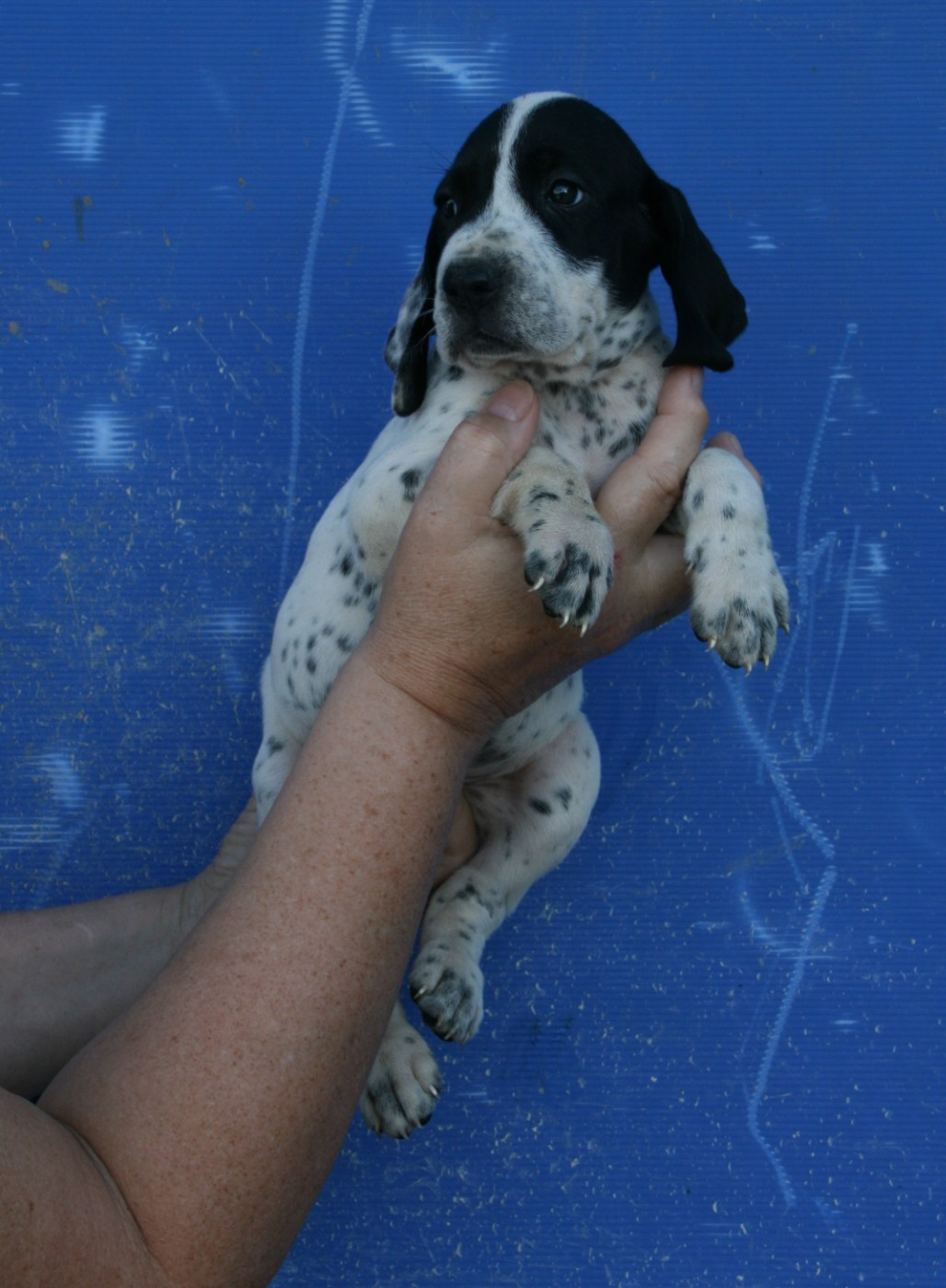 des hauts de rouillac - Chiots disponibles - Braque d'Auvergne