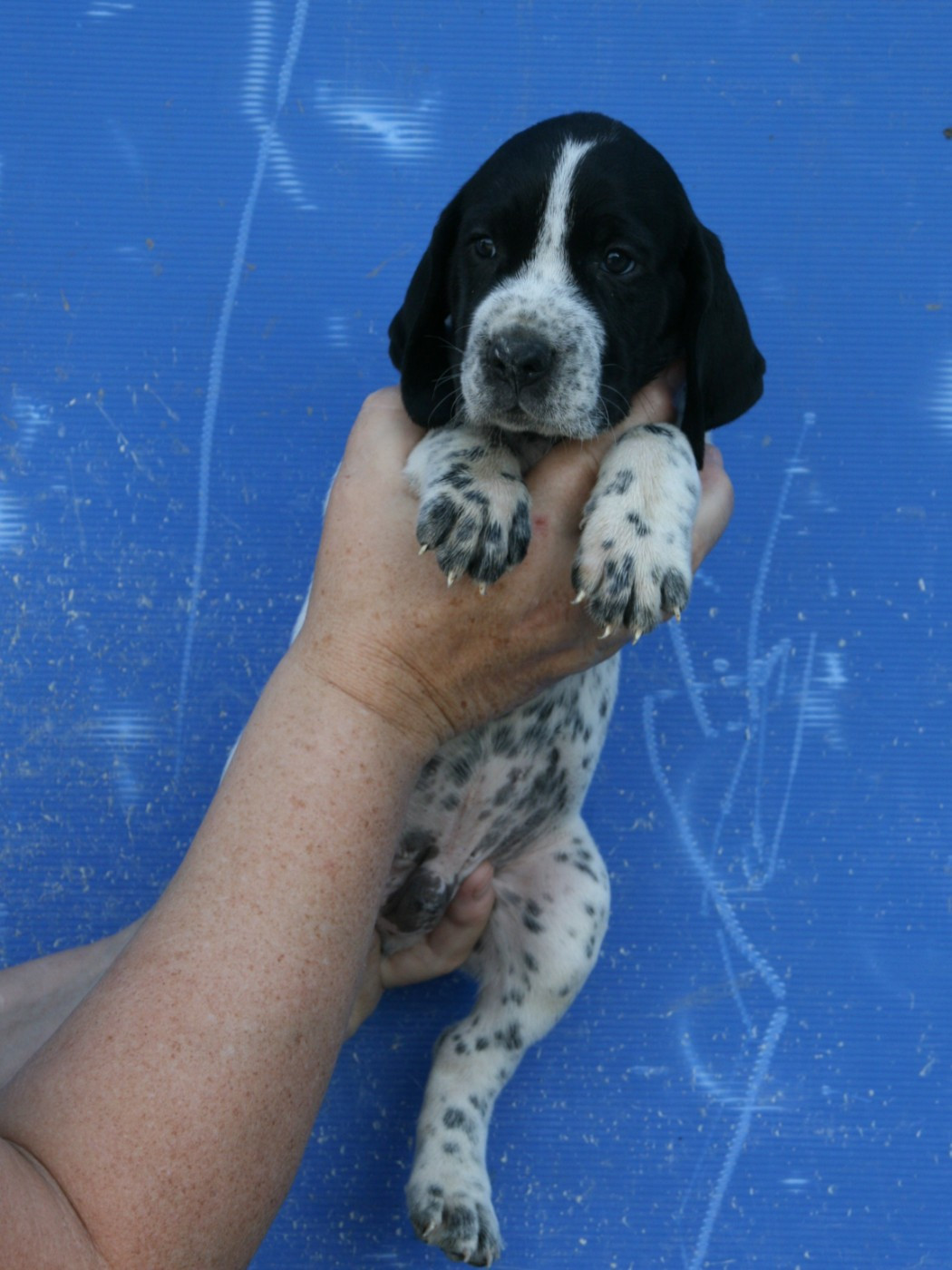des hauts de rouillac - Chiots disponibles - Braque d'Auvergne