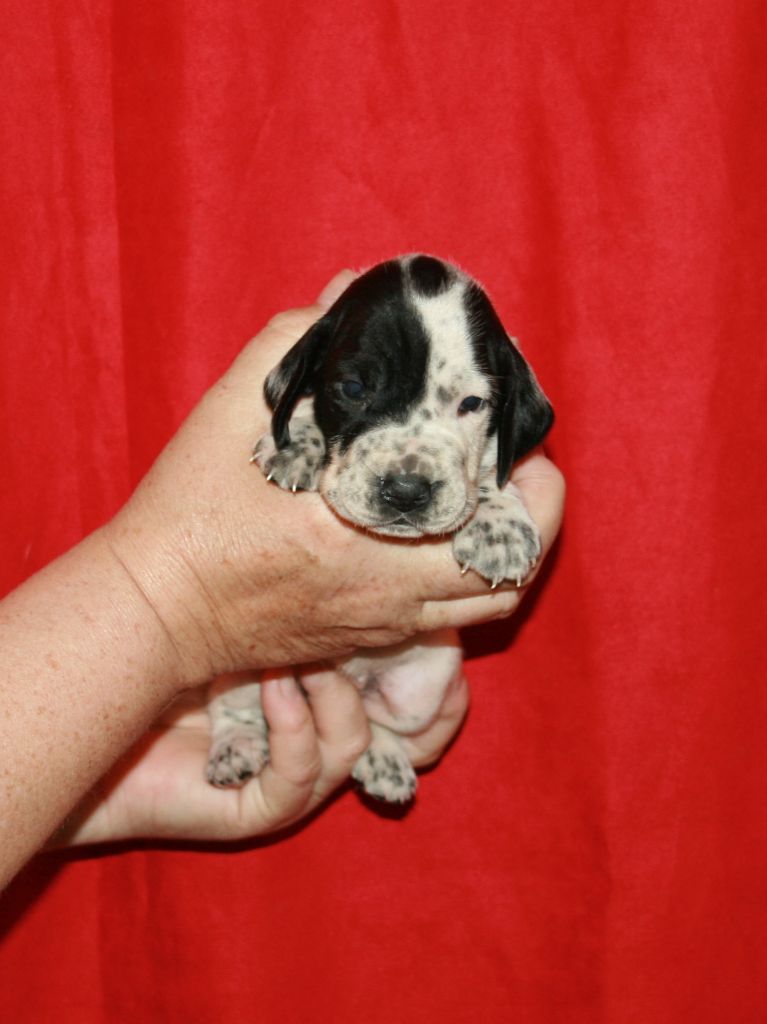des hauts de rouillac - Chiots disponibles - Braque d'Auvergne