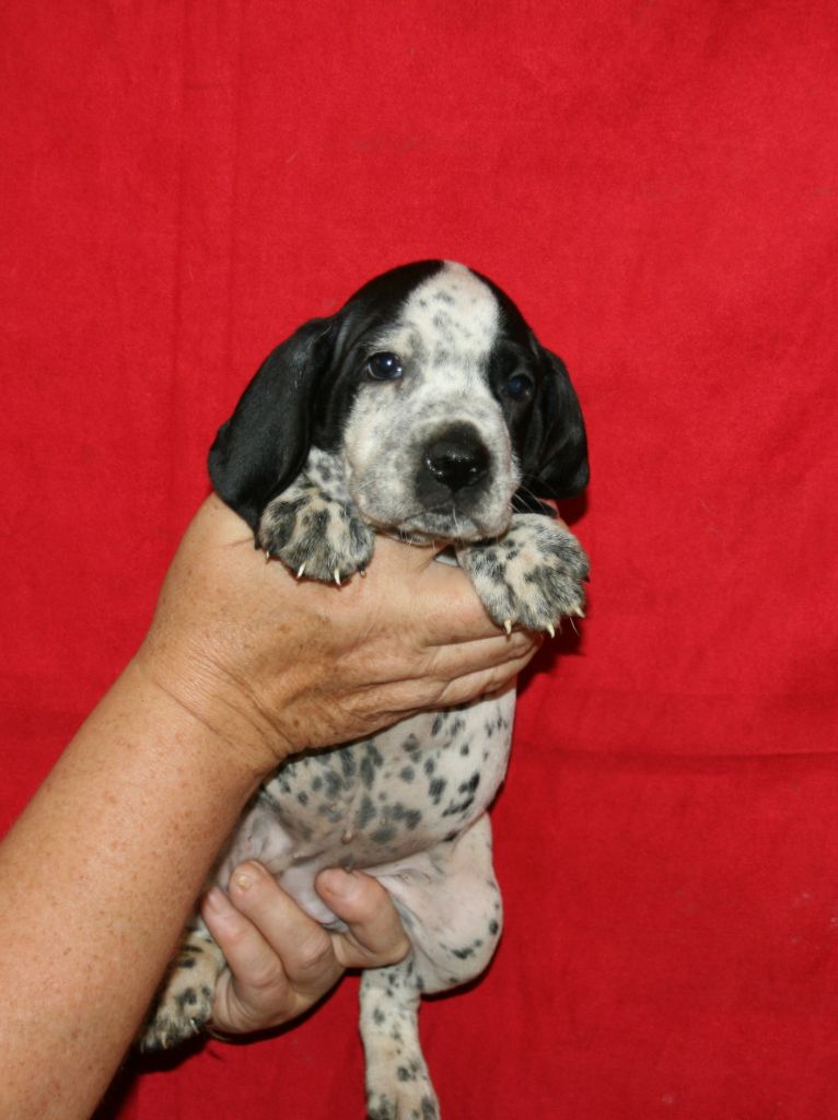 des hauts de rouillac - Chiots disponibles - Braque d'Auvergne