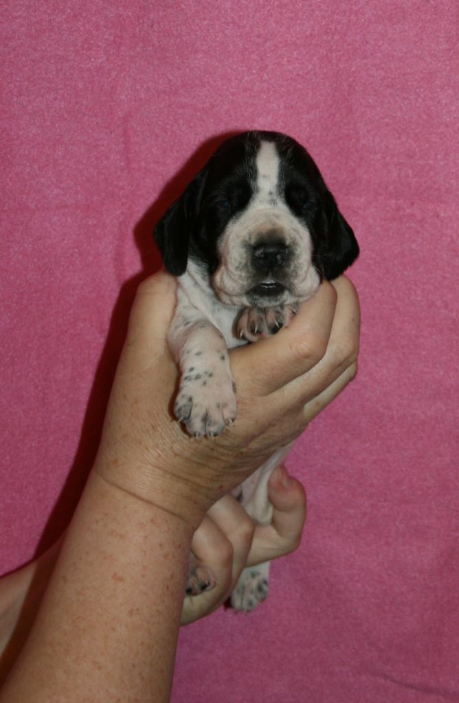 des hauts de rouillac - Chiots disponibles - Braque d'Auvergne