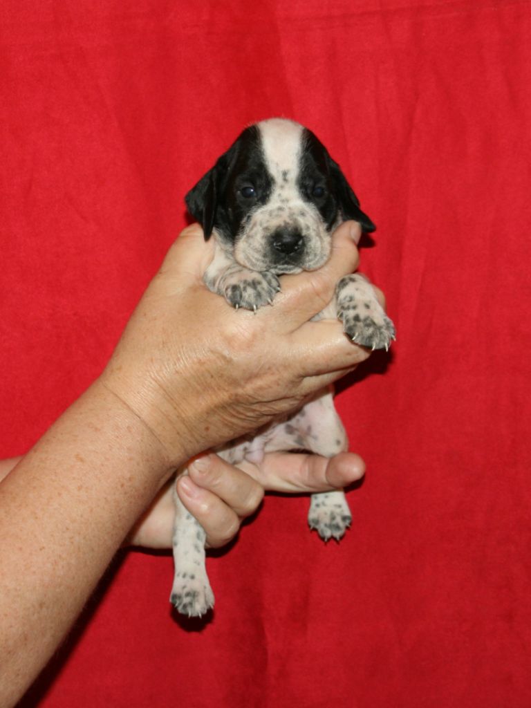 des hauts de rouillac - Chiots disponibles - Braque d'Auvergne