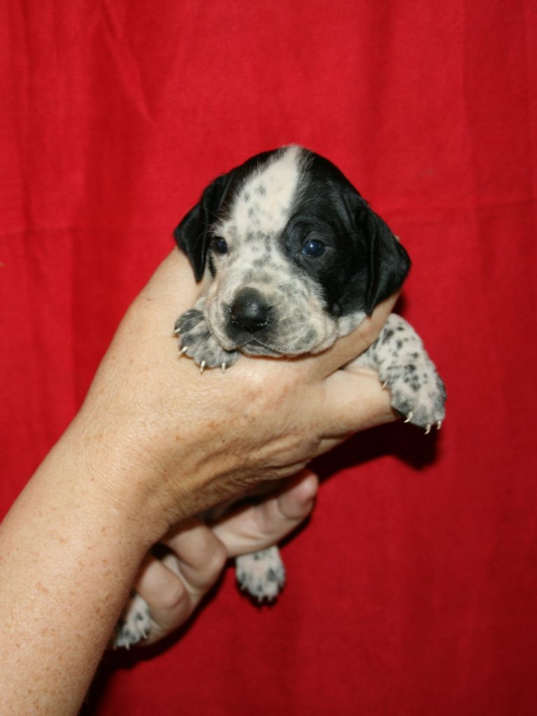 des hauts de rouillac - Chiots disponibles - Braque d'Auvergne