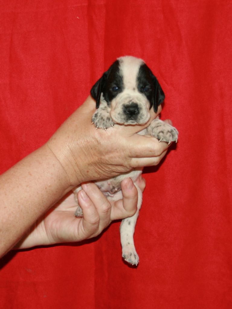 des hauts de rouillac - Chiots disponibles - Braque d'Auvergne