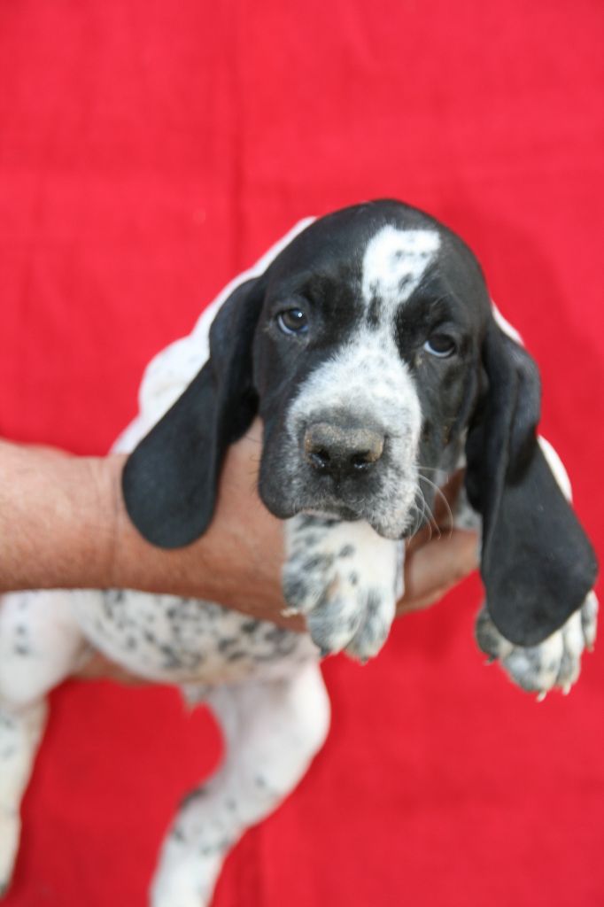 des hauts de rouillac - Chiots disponibles - Braque d'Auvergne