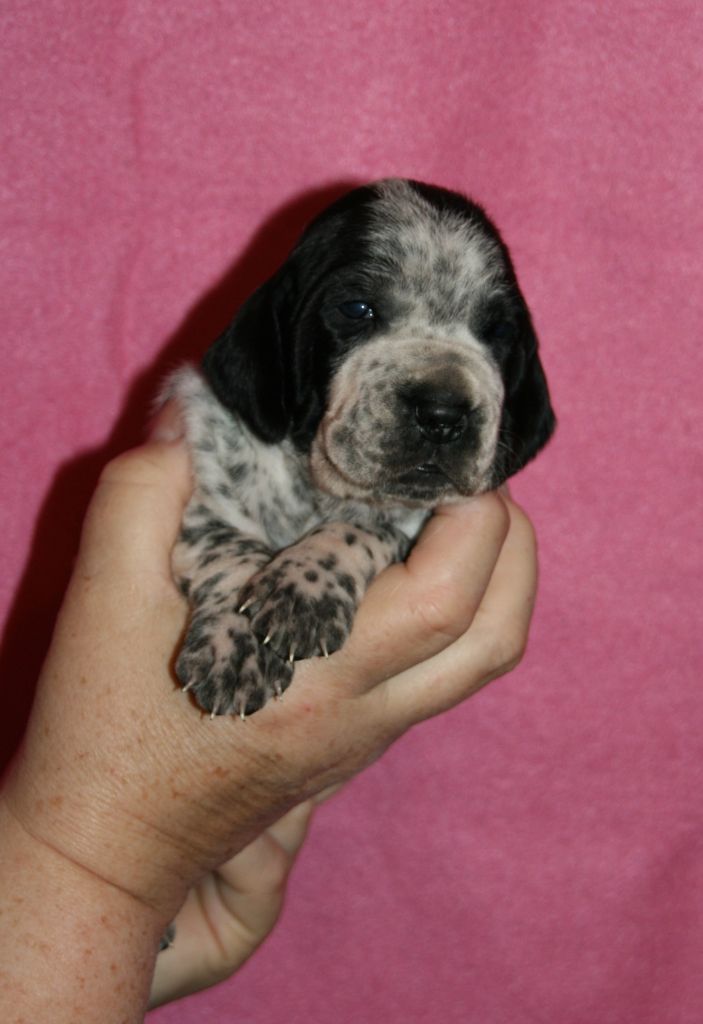 des hauts de rouillac - Chiots disponibles - Braque d'Auvergne