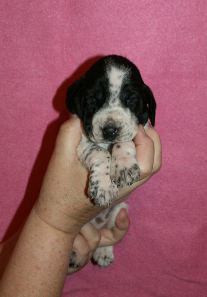 des hauts de rouillac - Chiots disponibles - Braque d'Auvergne