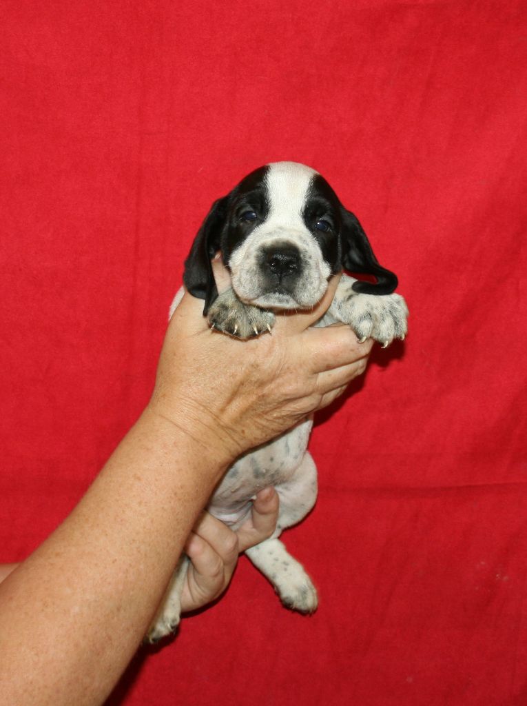 des hauts de rouillac - Chiots disponibles - Braque d'Auvergne
