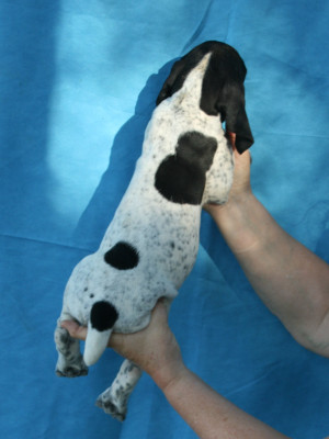 BOSCOEUR