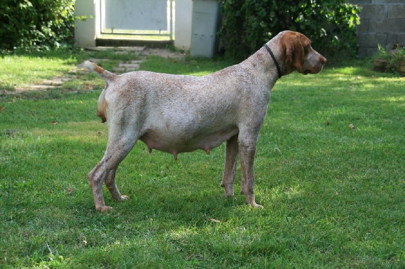 Chiot Braque de l'Ariège des hauts de rouillac